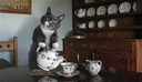 cat tea.jpg